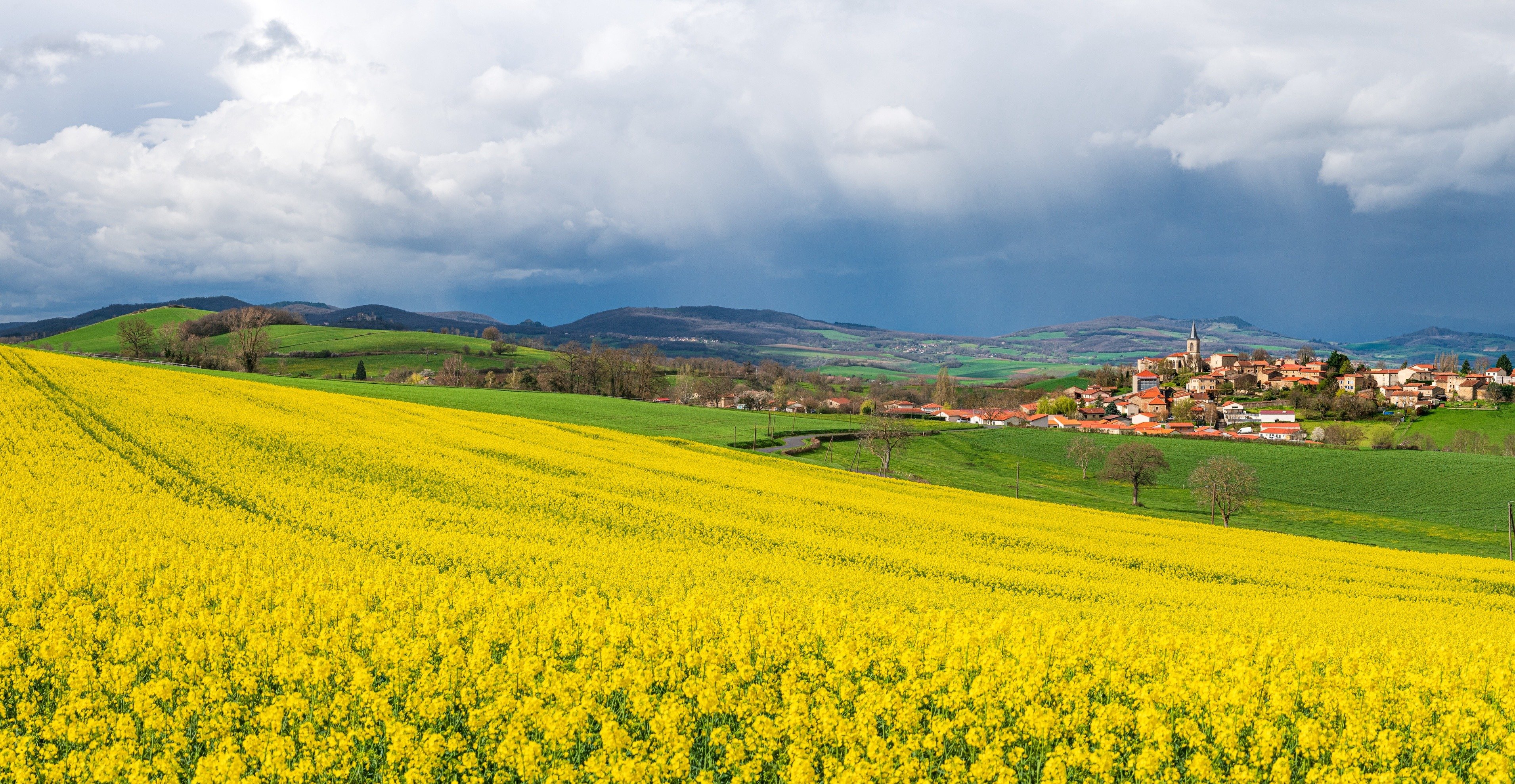 Mustard fields France